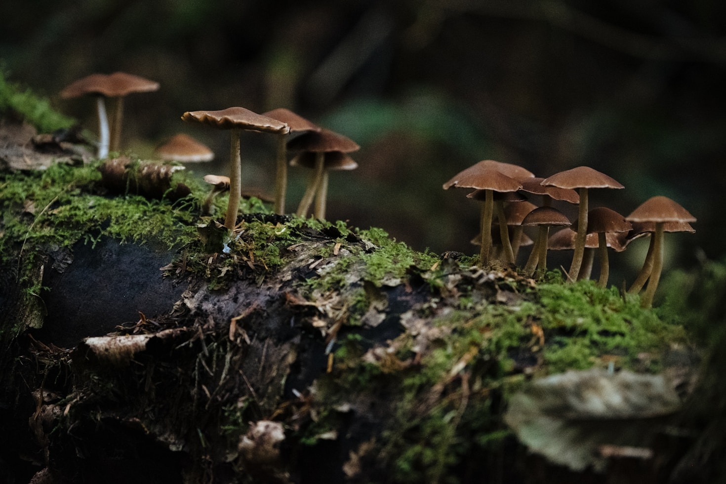 De ovanligaste svamparna du kan hitta i skogen